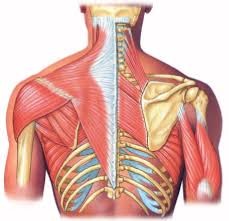 PP1 - A Quick Anatomy Lesson that Could Help Improve Your Posture - Platinum Physio